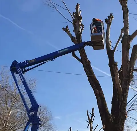 Giardinaggio e Aree Verdi